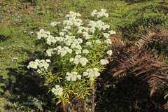 Anaphalis busua